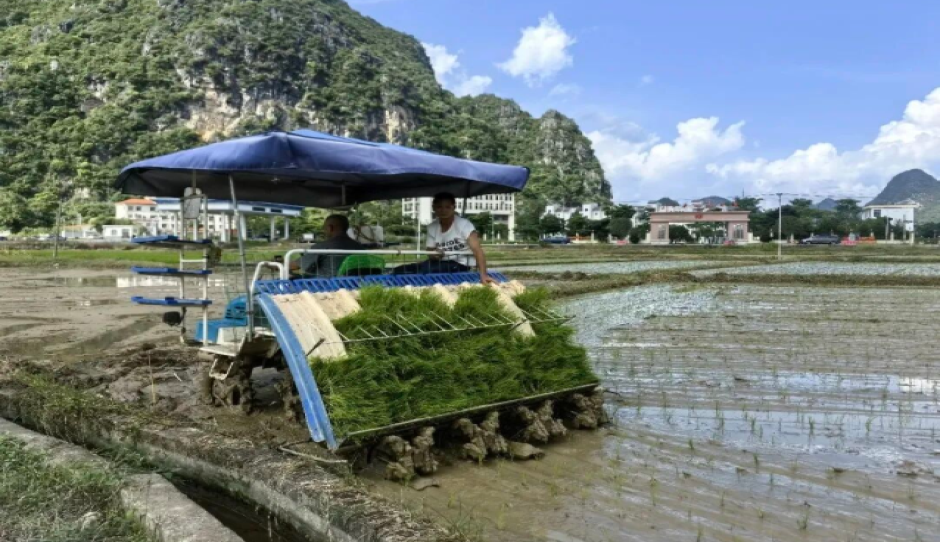百色：抢收抢种正当时 机具赋能助“双抢”