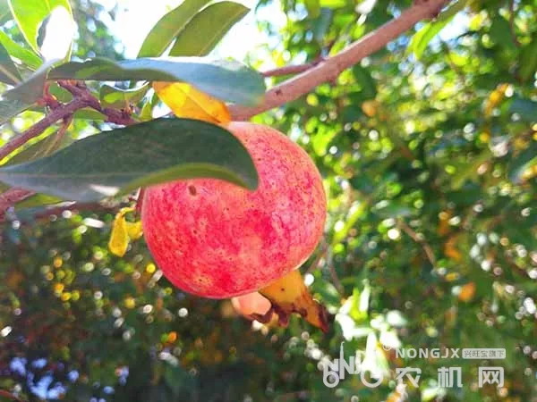 西安果业生产全程机械化技术推广“田间日”活动在鄠邑成功举办